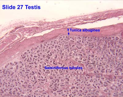 Human Testis Histology